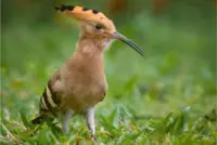 Eurasian hoopoe in Tanjong Katong excites Singapore birdwatchers