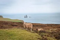 Knitting fans are flocking to Scotland’s rain-swept Shetland Isles