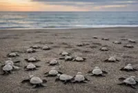 Over 1,100 olive ridley hatchlings released in Philippines' Bataan region