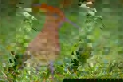 Eurasian hoopoe in Tanjong Katong excites Singapore birdwatchers