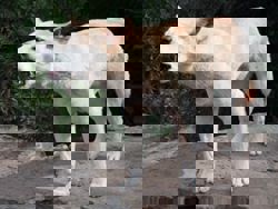 Canadian tourist found dead on Australian beach surrounded by dingoes