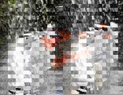 People in Japan endure freezing temperatures to pray for health under waterfall