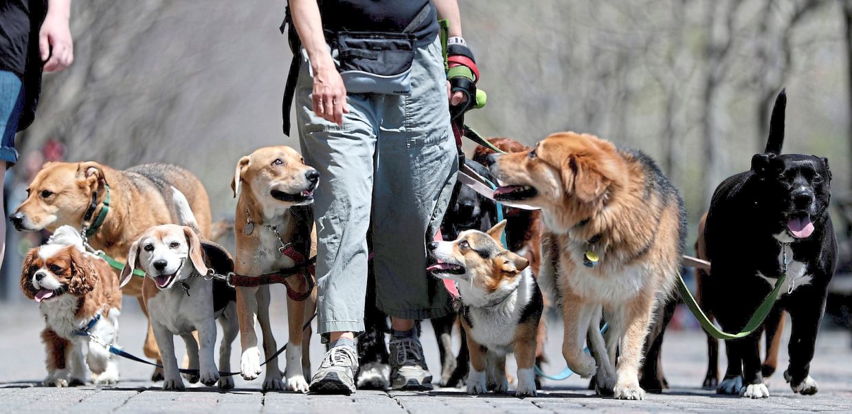 Dog walker Kathleen Chirico strolls with a pack of dogs during a warm day along the Hudson River in New Jersey. Photo: AP