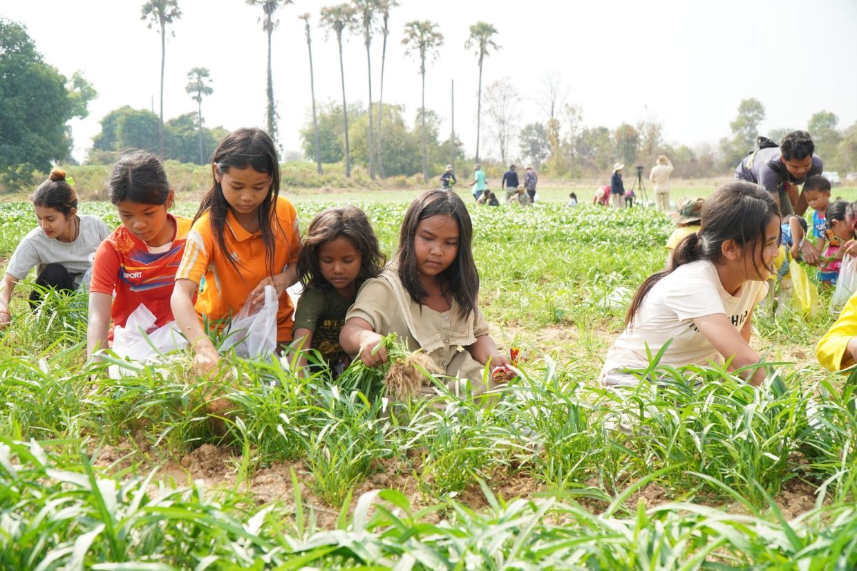 Children harvesting water spinach at the Bat Thkav Pagoda displacement camp. - Supplied