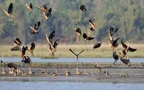 Over 17,000 migratory waterbirds winter at Myanmar's largest freshwater lake