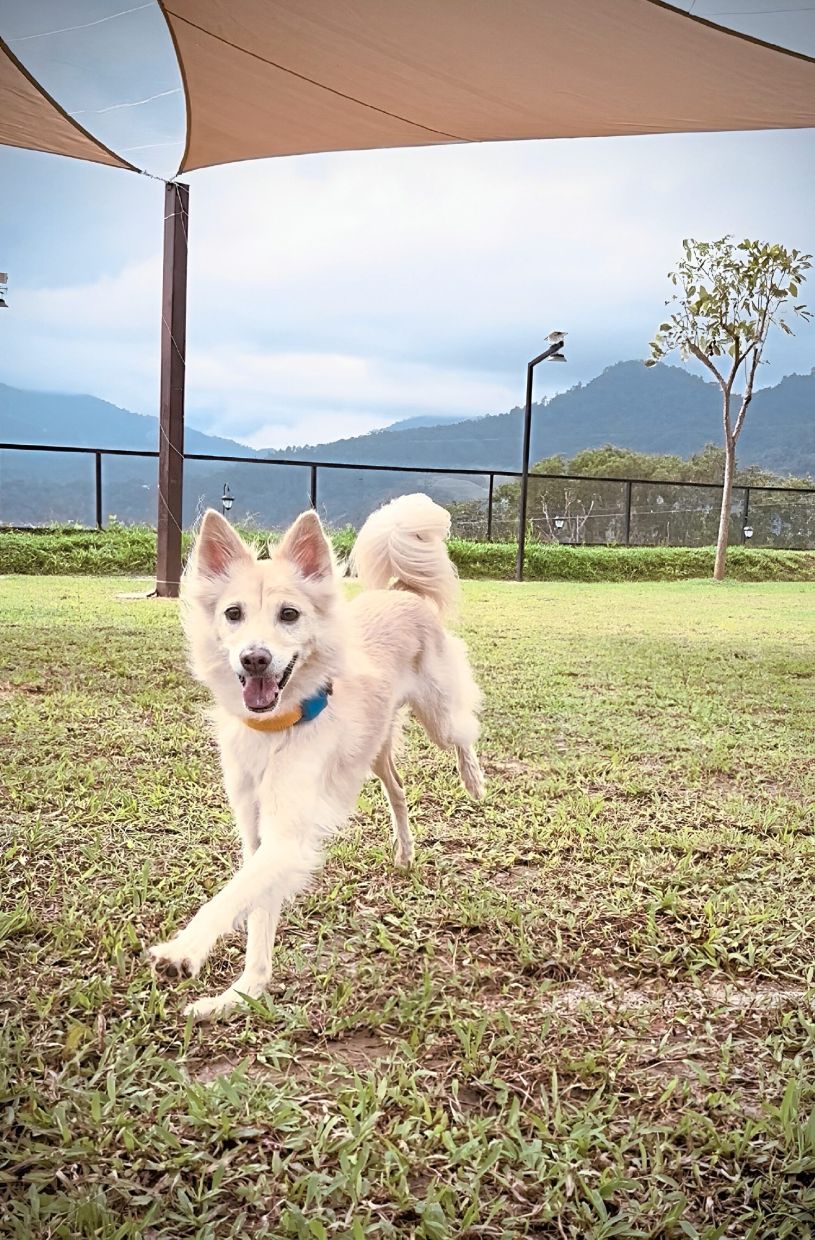 Dog Talk: Dogs are masters in the art of playful deceit