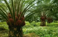 Sarawak Oil Palms eyes higher dividends amid strong earnings