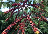 Brazil coffee exports hit record US$16bil