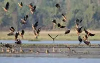 Over 17,000 migratory waterbirds winter at Myanmar's largest freshwater lake