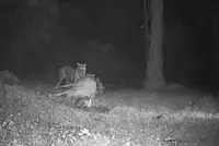 QuickCheck: Were four tigers caught on camera eating a cow in Tanjung Rambutan?
