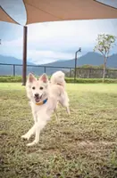 Dog Talk: Dogs are masters in the art of playful deceit