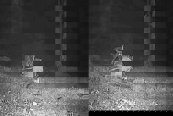 QuickCheck: Were four tigers caught on camera eating a cow in Tanjung Rambutan?