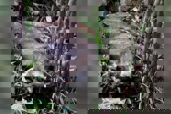 Rare sambar deer likely hit by vehicle dies of injuries near Singapore's Dairy Farm area