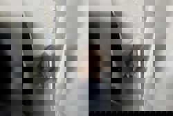 Endangered Sunda slow loris rescued from Singapore's HDB block near Sin Ming