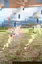 Dog Talk: Dogs are masters in the art of playful deceit