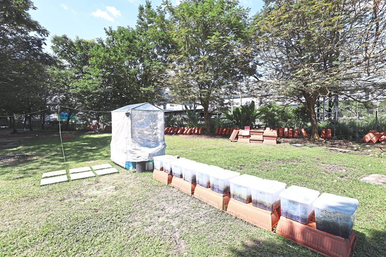 This empty plot of land will be transformed into a mini food forest. Photo: The Star/Azman Ghani