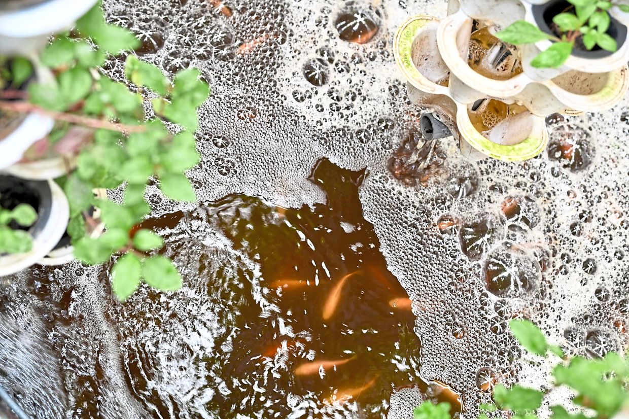 Water circulates through the whole aquaponics farm continuously, reducing water usage. Photo: The Star/Raja Faisal Hishan