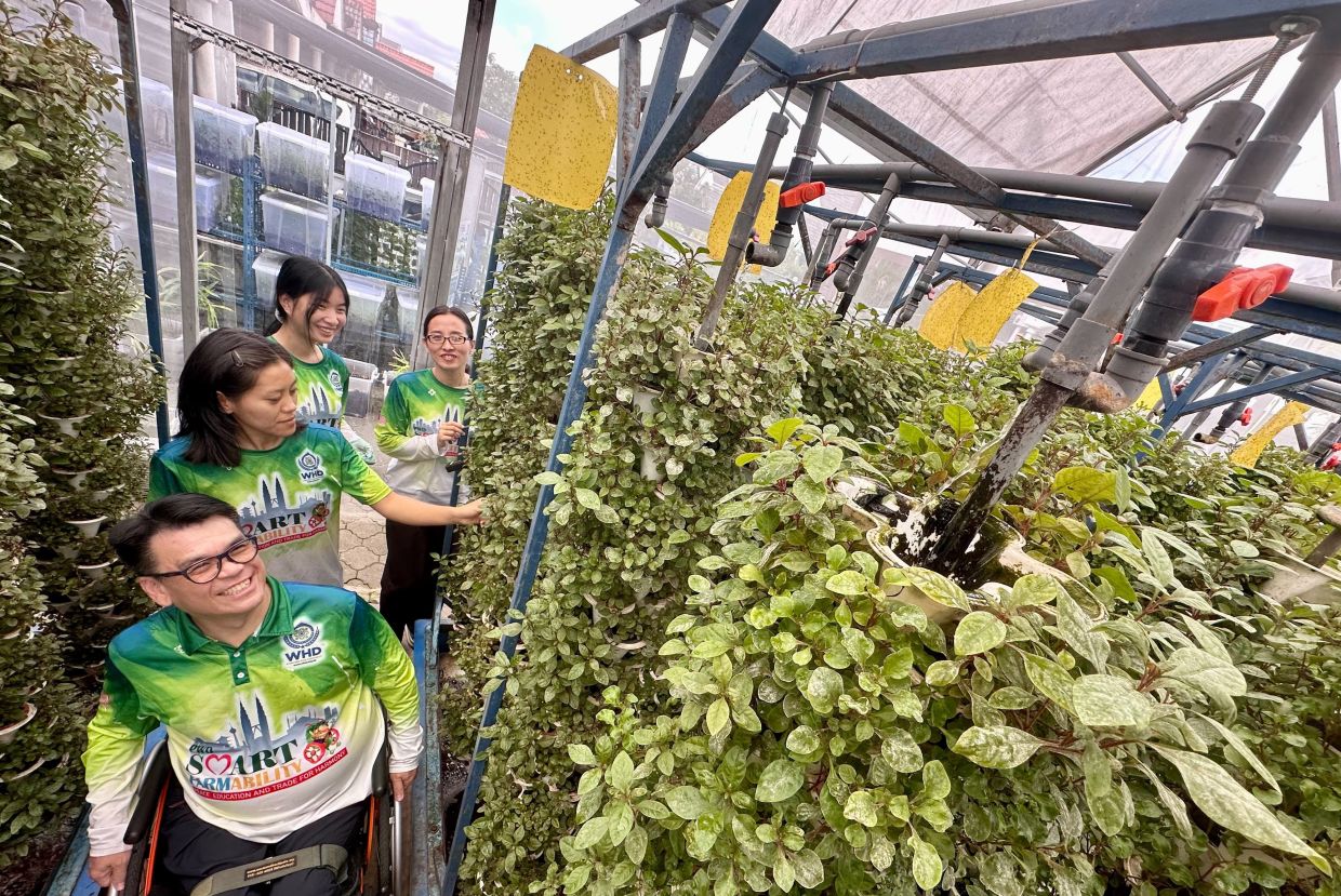 A makeshift greenhouse with several of Tang's aquaponic farms. Photo: The Star/Raja Faisal Hishan