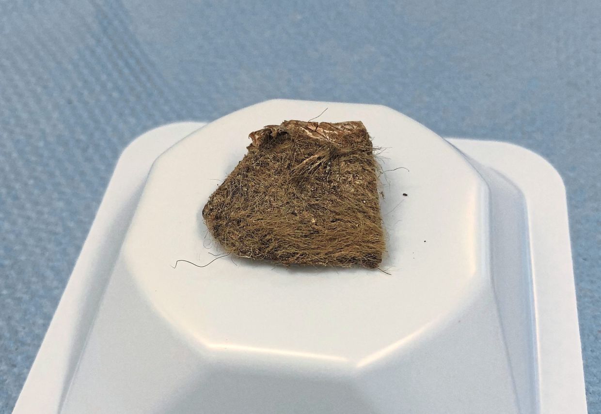 A file picture from 2020 of a piece of tissue from a woolly rhinoceros found inside the stomach of an Ice Age grey wolf puppy. — LOVE DALEN/Reuters 