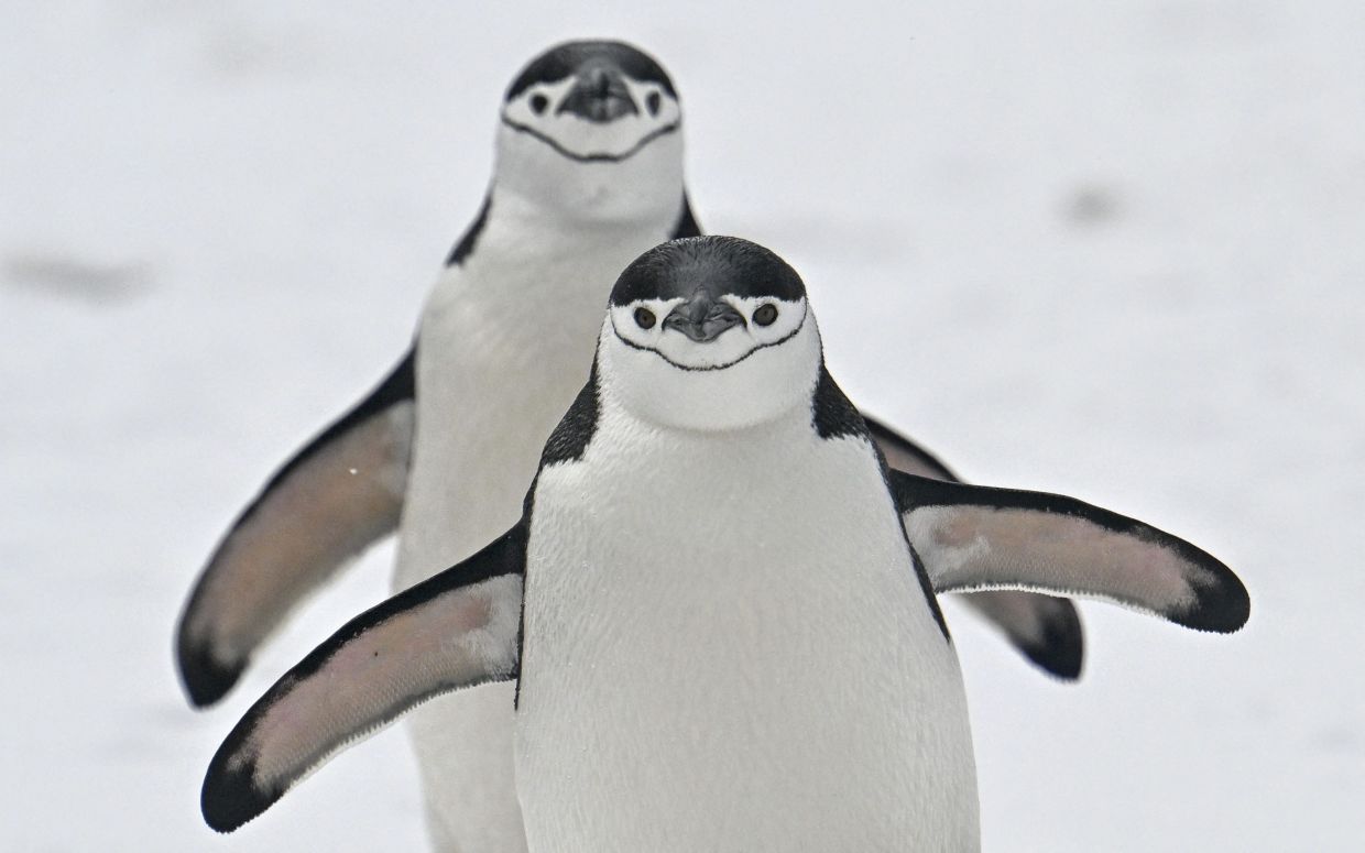 Penguins are breeding earlier as Antarctica warms: study