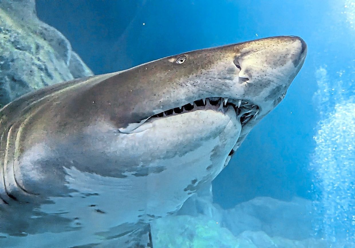 Ocean acidification could make sharks' teeth weaker