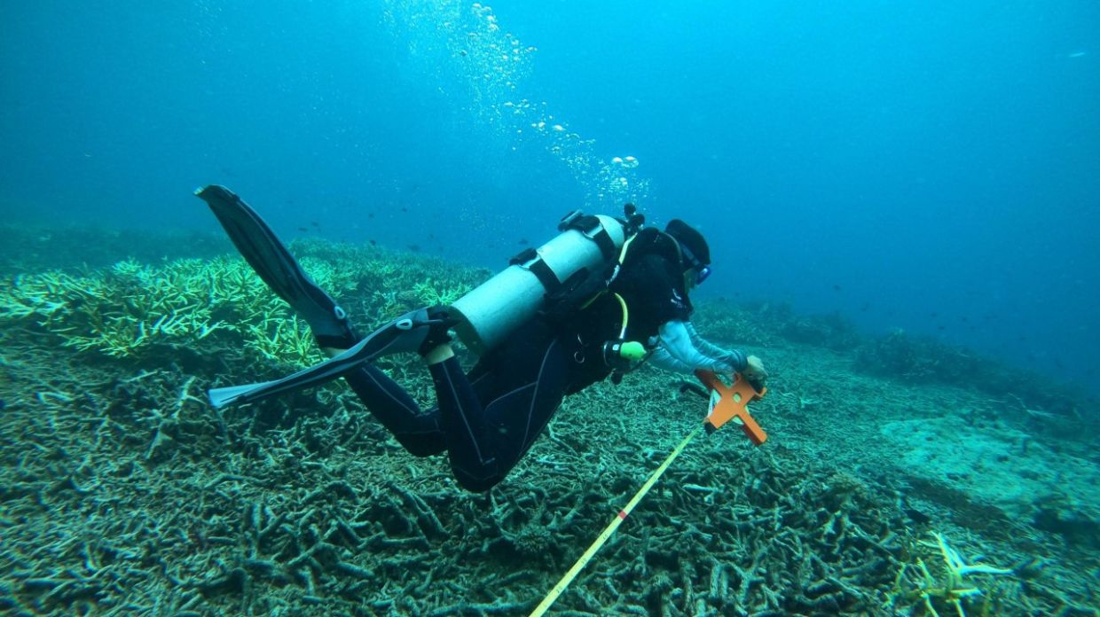 Malaysia lost 47,250 football fields worth of its coral reefs in last three years