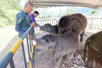 Baby steps to check elephant invasions