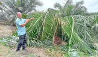 Kluang farmers face heavy losses due to hungry herds