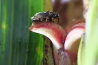 If I were an oil palm pollinating weevil