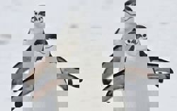 Penguins are breeding earlier as Antarctica warms: study