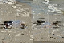 Endangered freshwater turtle found at Singapore's Changi Beach