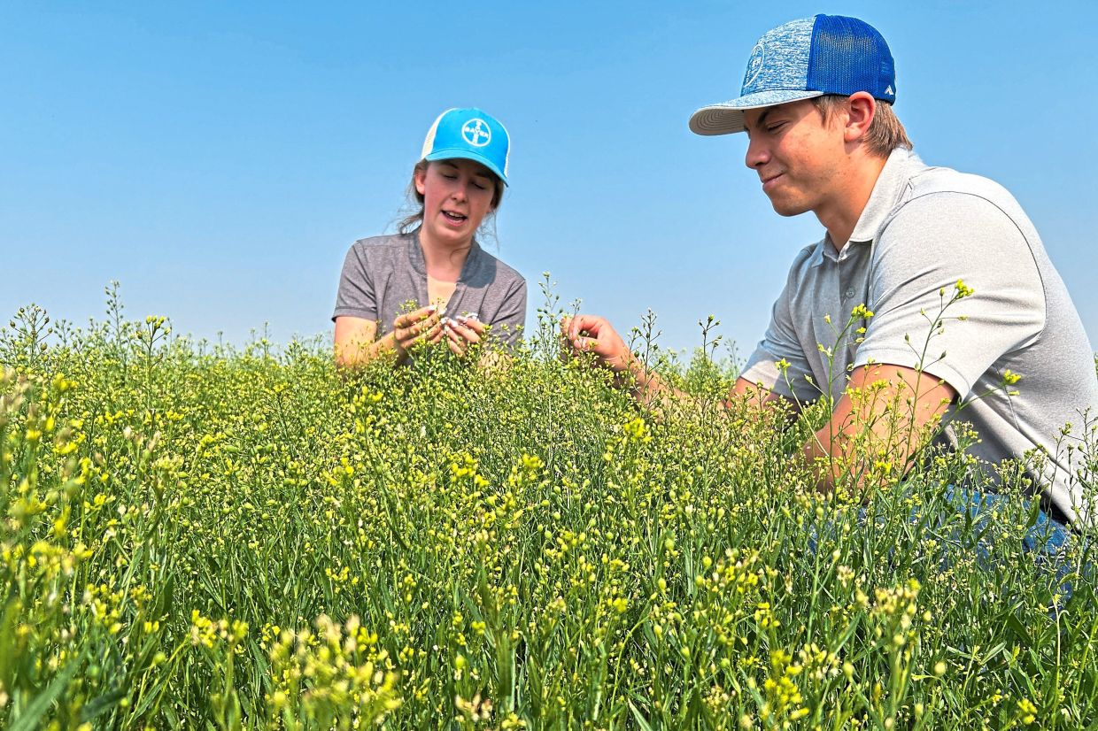Staff from pharmaceutical giant Bayer examining test plots of camelina, a drought resistant oilseed, at a research farm in Saskatoon, Saskatchewan. — Reuters