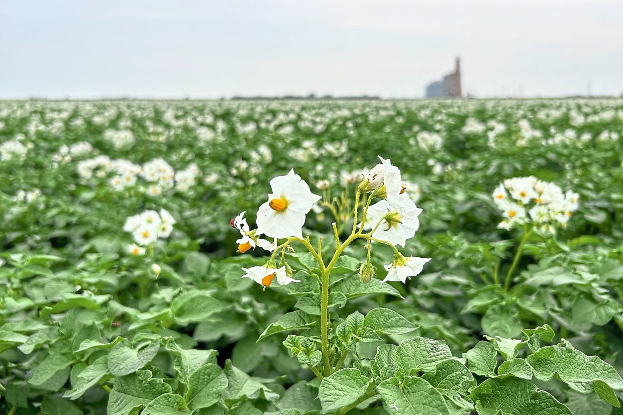 Adaptive practices on the Mowbray’s farm has allowed for better yields with their pea crops. — Reuters