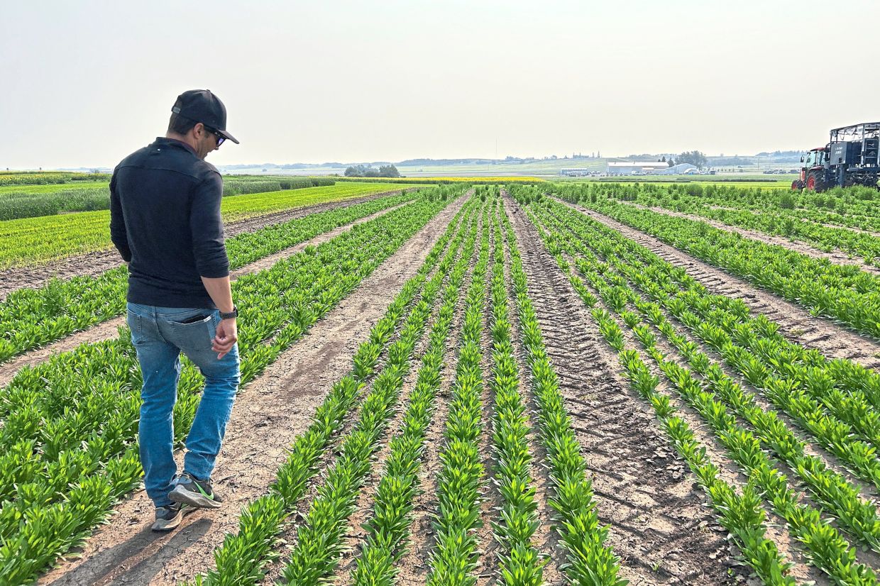 A Bayer employee watches crops at a research farm in Saskatoon, Saskatchewan. — Reuters
