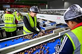 China rejects UN experts' concerns for alleged forced labour in Xinjiang