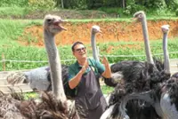 Kota Tinggi ostrich farm driving local ecotourism