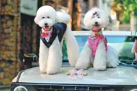 Dog weddings: How a new industry in China laps up puppy love