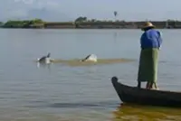 Century-old cooperation: Irrawaddy dolphins help Myanmar communities harvest fish, boost tourism