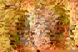 Bitwise and Proficio Capital Partners ETF targets gold, metals, bitcoin as alternative to currencies