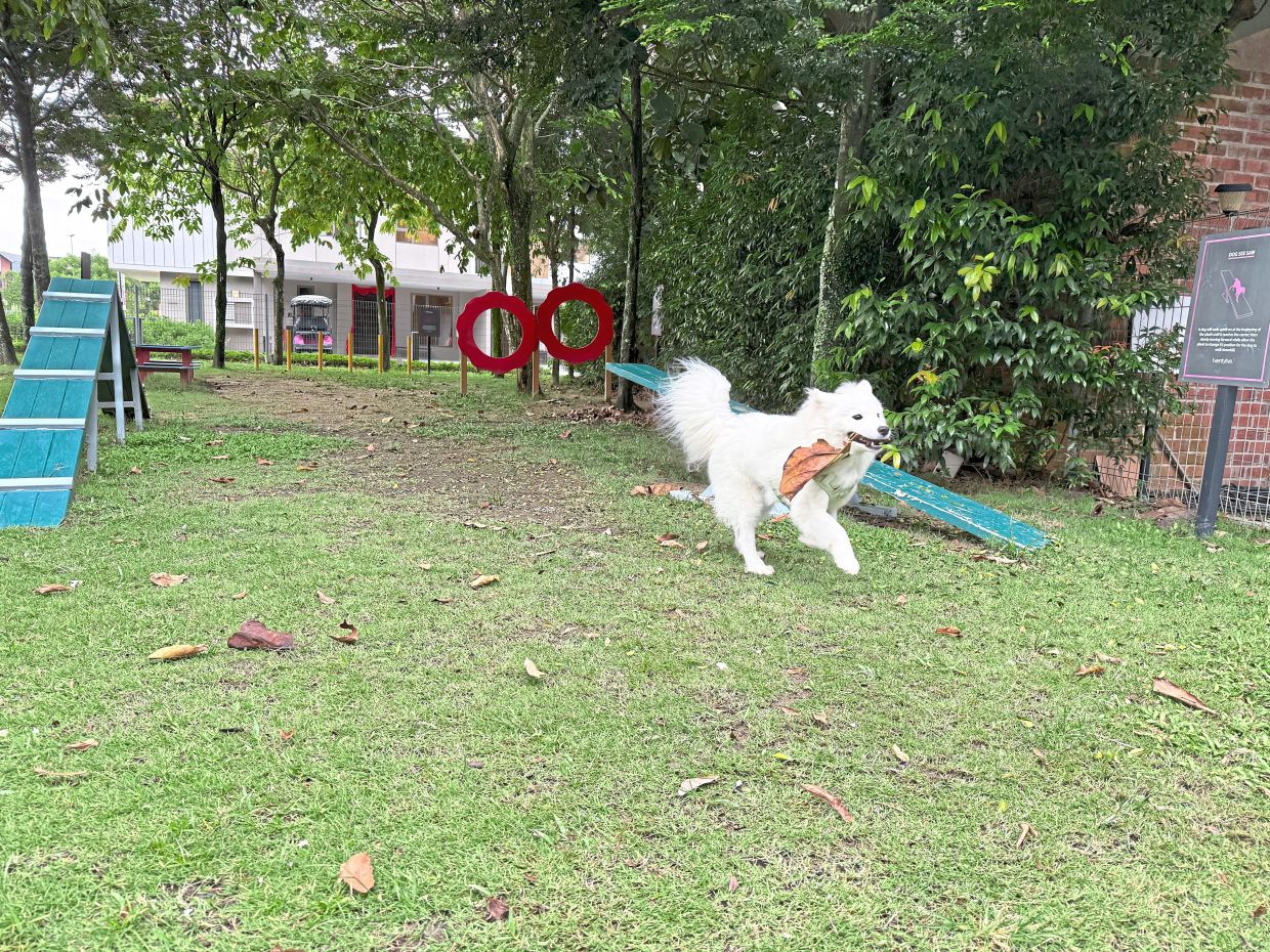 At the pet play area in Quayside Mall Parks, Teluk Panglima Garang, Selangor.