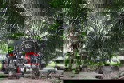 Slippery times for vegoils