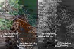 A real blessing indeed - Rare Sri Lankan leopard gives birth to three cubs in Singapore Zoo