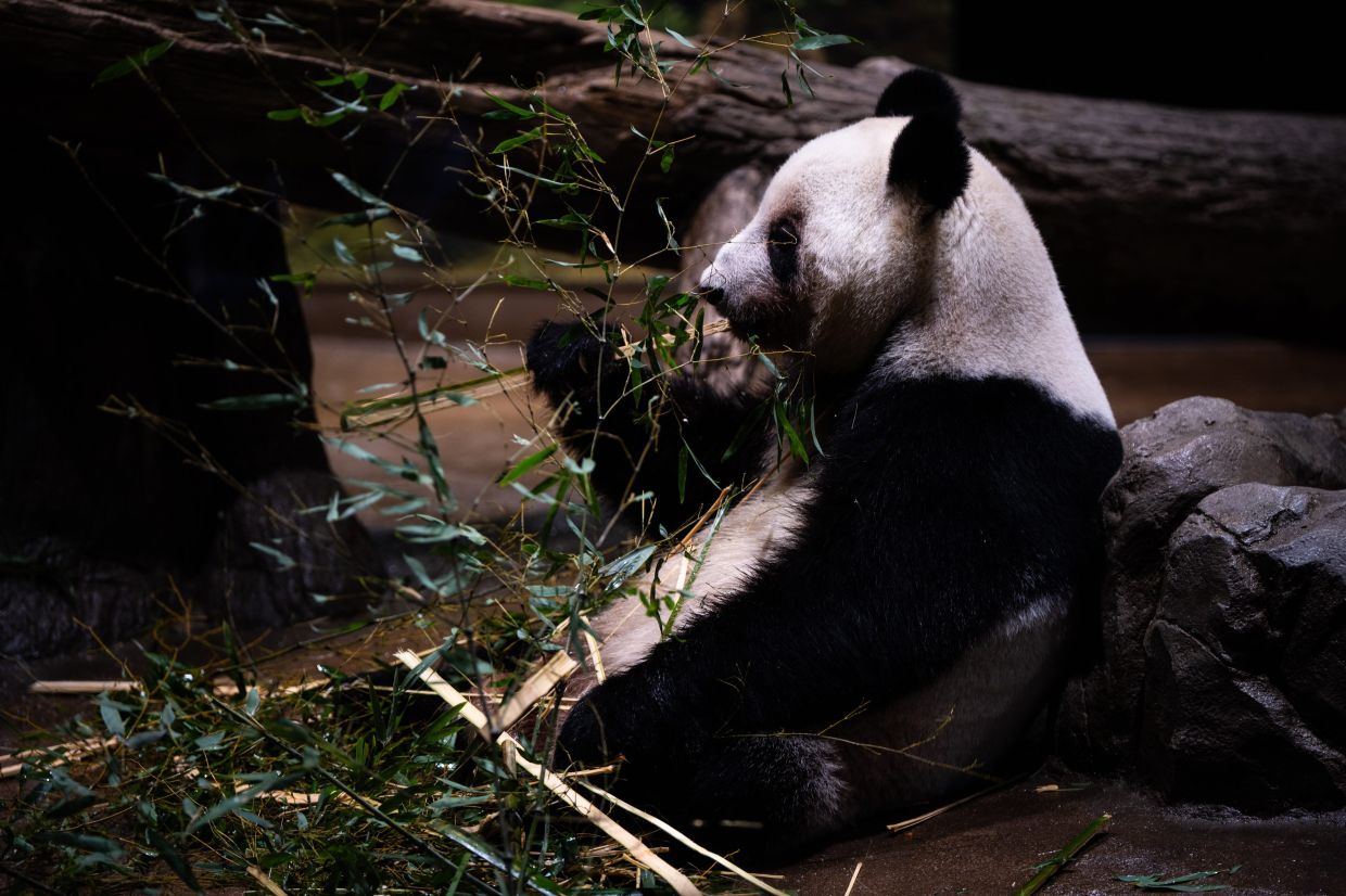 Fans flock to the zoo for final public viewing of last two pandas in Japan