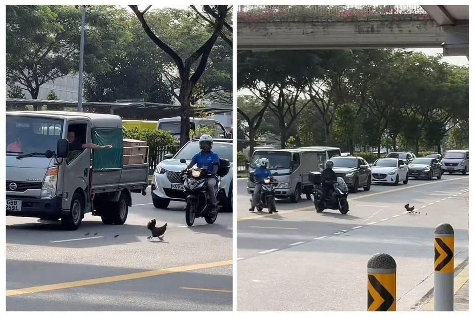 Slow down, chickens crossing: Motorists give way to hen and chicks, guide them to safety at Singapore road