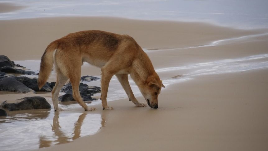Dingos culled following death of Canadian backpacker in Australia