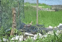 Iconic raptor facing extinction