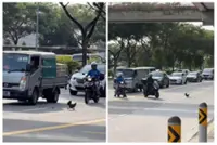 Slow down, chickens crossing: Motorists give way to hen and chicks, guide them to safety at Singapore road
