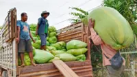Rising business: Cambodia's agricultural products exports up 7.3 per cent in 2025