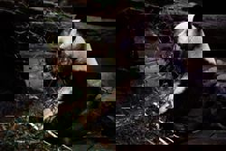 Fans flock to the zoo for final public viewing of last two pandas in Japan