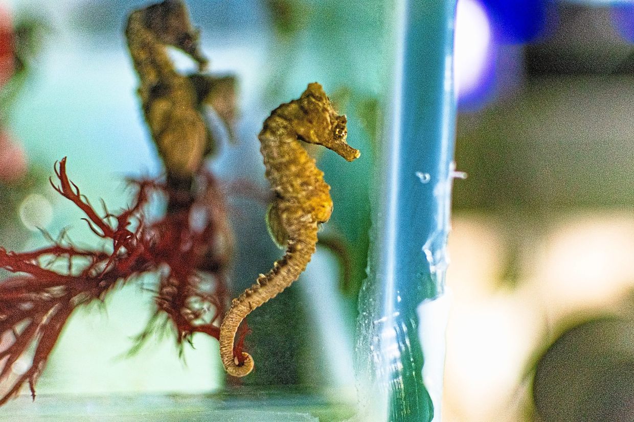 Convalescence stage - rescued seahorses being cared for by CESTHA in Italy. — Photo: Pietro Formis/Omega